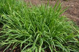 Attēlu rezultāti vaicājumam “Carex pseudocyperus fruit”