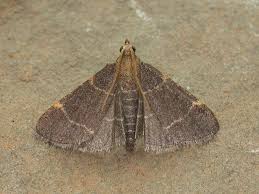 Attēlu rezultāti vaicājumam “Hypsopygia glaucinalis”