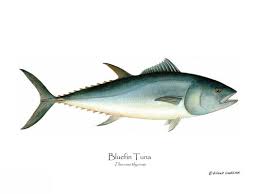 Image result for Thunnus thynnus