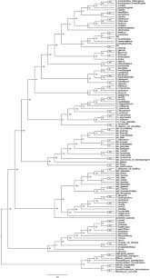 Attēlu rezultāti vaicājumam “Didymodon tophaceus sporophyte”