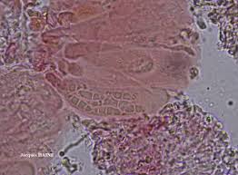 Attēlu rezultāti vaicājumam “Fellhanera subtilis”