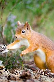 Attēlu rezultāti vaicājumam “Sciurus vulgaris”