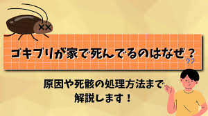 Image result for ゴキブリ報告所