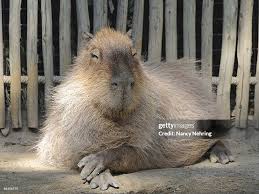 Attēlu rezultāti vaicājumam “Hydrochoerus hydrochaeris”