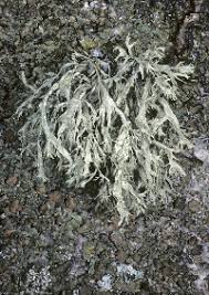 Attēlu rezultāti vaicājumam “Ramalina farinacea”