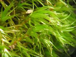 Attēlu rezultāti vaicājumam “Dicranum scoparium”