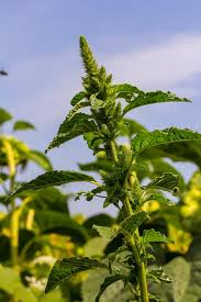 Attēlu rezultāti vaicājumam “Amaranthaceae”