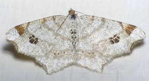 Attēlu rezultāti vaicājumam “Macaria signaria”