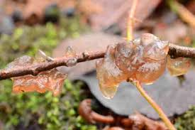Attēlu rezultāti vaicājumam “Craterocolla cerasi”
