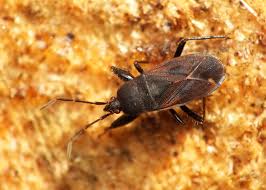 Attēlu rezultāti vaicājumam “Eremocoris plebejus”