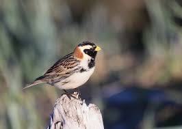 Image result for Calcarius lapponicus