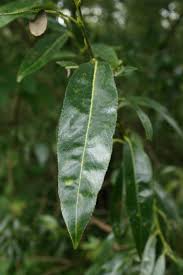Attēlu rezultāti vaicājumam “Salix pentandra leaf”
