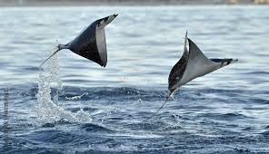 Image result for Mobula munkiana