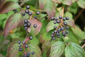 Attēlu rezultāti vaicājumam “Cornus sanguinea fruit”