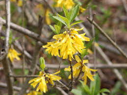 Attēlu rezultāti vaicājumam “Forsythia viridissima flower”