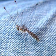 Attēlu rezultāti vaicājumam “Neuroptera”