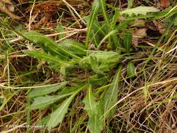 Attēlu rezultāti vaicājumam “Diplotaxis muralis flower”