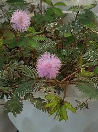 Image result for pohon semalu images