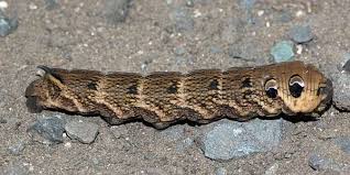 Attēlu rezultāti vaicājumam “Deilephila elpenor imago”