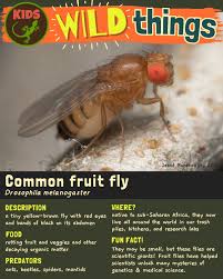 Attēlu rezultāti vaicājumam “Drosophila melanogaster”
