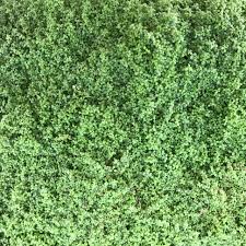 Attēlu rezultāti vaicājumam “Arenaria procera”