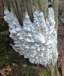 Attēlu rezultāti vaicājumam “Amaurochaete fusiformis”