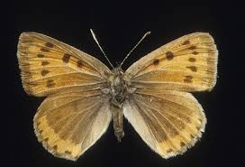 Attēlu rezultāti vaicājumam “Lycaena dispar male”