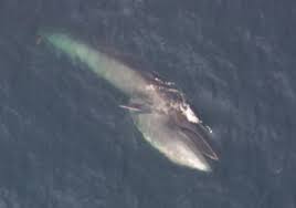 Image result for Balaenoptera borealis