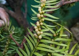 Attēlu rezultāti vaicājumam “Taxus baccata male flower”