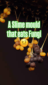 Attēlu rezultāti vaicājumam “Didymium nigripes young”