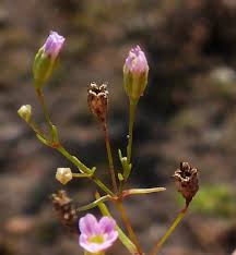 Attēlu rezultāti vaicājumam “xComagaria rosea  flower”