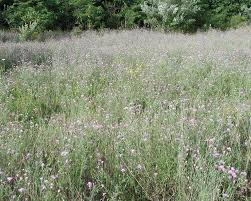 Attēlu rezultāti vaicājumam “Centaurea stoebe fruit”