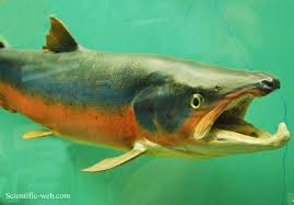 Image result for Salmo pallaryi