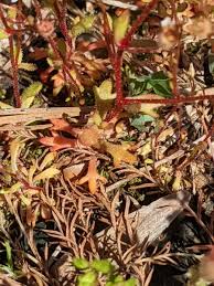Attēlu rezultāti vaicājumam “Saxifraga tridactylites fruit”