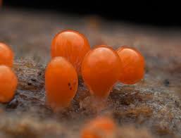 Attēlu rezultāti vaicājumam “Hemitrichia decipiens spores”