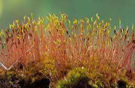 Attēlu rezultāti vaicājumam “Dicranum montanum sporophyte”