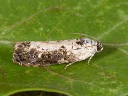 Attēlu rezultāti vaicājumam “Hedya salicella”