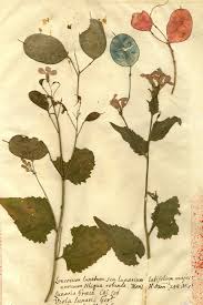 Attēlu rezultāti vaicājumam “Lunaria annua leaf”