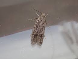 Attēlu rezultāti vaicājumam “Gelechia scotinella”