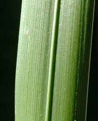 Attēlu rezultāti vaicājumam “Glyceria maxima leaf”