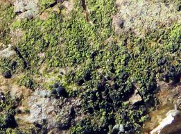 Attēlu rezultāti vaicājumam “Hertelidea botryosa”