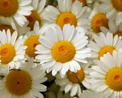 Image result for Anthemis tinctoria