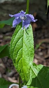 Image result for Campanula americana