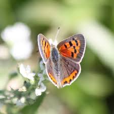 Attēlu rezultāti vaicājumam “Lycaena phlaeas male”