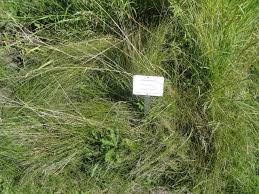 Attēlu rezultāti vaicājumam “Poa compressa”