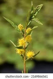 Attēlu rezultāti vaicājumam “Lysimachia thyrsiflora”