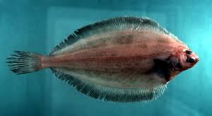 Image result for Glyptocephalus cynoglossus