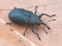 Attēlu rezultāti vaicājumam “Magdalis sp.”