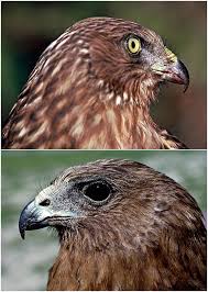 Image result for Bank Top Harriers Arlfc