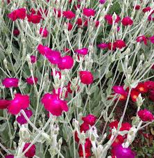 Image result for Lychnis coronaria